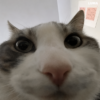 Testartikeln